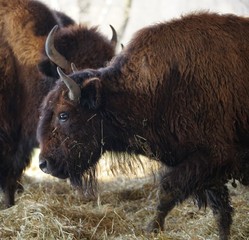 Junges Wisent
