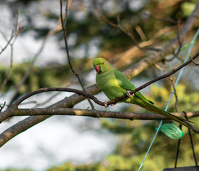 Green parrot on a tree