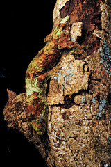 Neukaledonischer Flechtengecko (Mniarogekko chahoua)   Île des Pins, Neukaledonien - mossy New Caledonian gecko /  Île des Pins, New Caledonia - obrazy, fototapety, plakaty