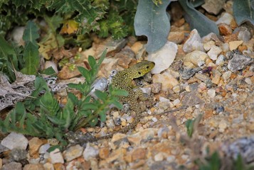 Juvenile specimen of ocellated lizard (Timón lepidus), endemic of the southwestern Europe.
