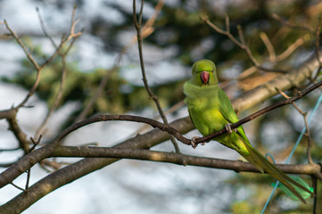 Green parrot on a tree