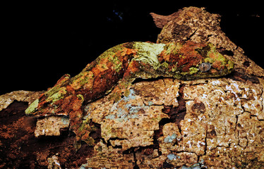 mossy New Caledonian gecko / Neukaledonischer Flechtengecko (Mniarogekko chahoua)