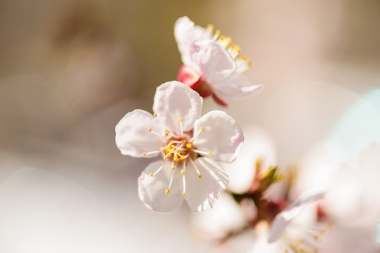 macro photo of apricot flowers petals and stamens beautifully bokeh on the background