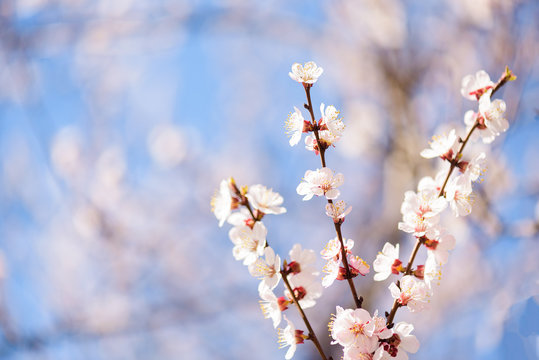 early spring branch with blooming apricot on a background of blue sky horizontal photo
