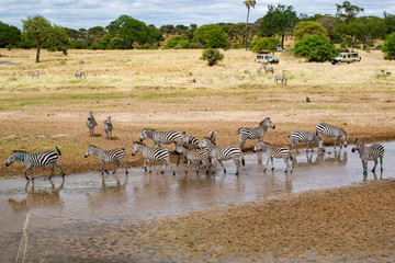 Fototapeta na wymiar Zebras drinking water in a river of the savanna of Tarangire National Park, in Tanzania
