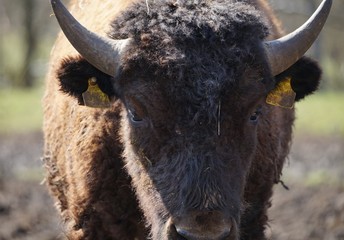 Kleines Wisent ganz aus der Nähe