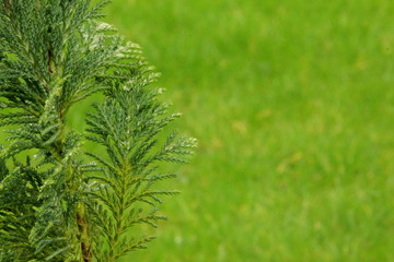 A shallow depth of field photograph of a small conifer plant with green lawn out of focus background.  Copy space. 