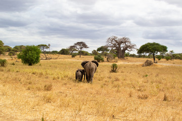Female elephant taking care of her babies on the savanna of Tarangire National Park, in Tanzania