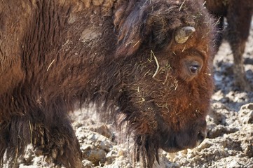 Wisent Close Up