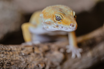 Cute exotic pet reptile gecko Leopard Gecko-eublepharis in selective focus. Artificial lighting.