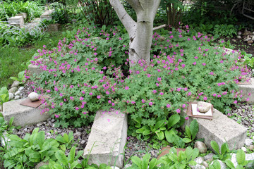 Purple blossoms of blooming Geranium macrorrhizum