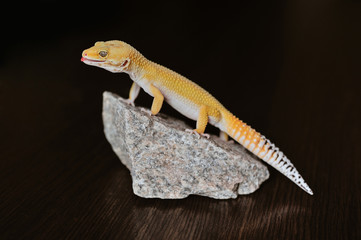 Cute exotic pet reptile gecko Leopard Gecko-eublepharis in selective focus. Artificial lighting.