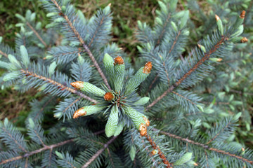 Fototapeta premium Pine tips. Evergreen tree with young tips