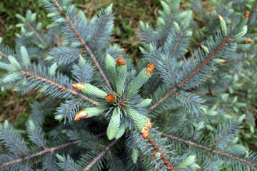 Pine tips. Evergreen tree with young tips