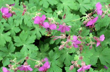 Purple blossoms of blooming Geranium macrorrhizum and honey bee