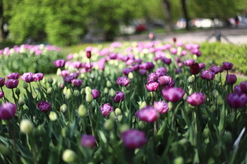 Obraz premium pink flowers in the garden