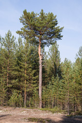 Forest landscape with a tree standing alone. A tall coniferous tree stands alone in a forest clearing.