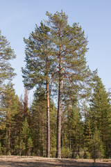 Forest landscape with a tree standing alone. A tall coniferous tree stands alone in a forest clearing.