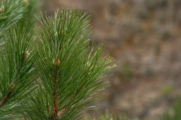 Pine tree branch with cones