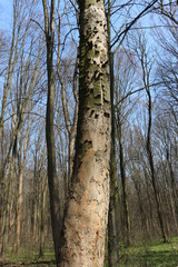 Fototapeta premium Bark falls away from a dry tree, exposing its trunk