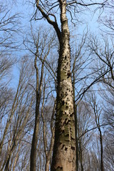 
Bark falls away from a dry tree, exposing its trunk