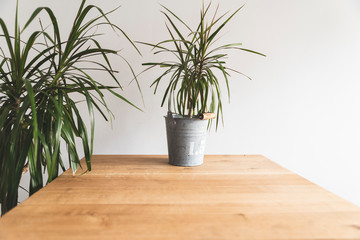 drcena in tin bucket pot