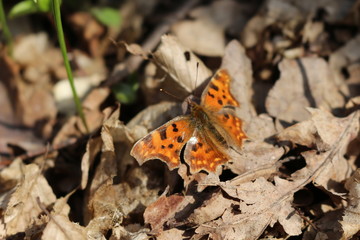 A black-red butterfly multicolor sits on dry leaves in early spring