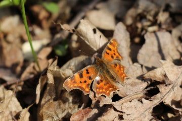 A black-red butterfly multicolor sits on dry leaves in early spring