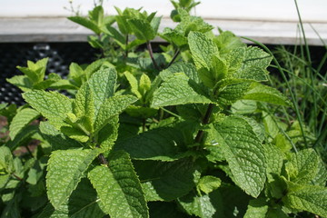 Hochbeet im Garten Pflanzen Tomaten