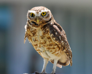Burrowing Owl (Athene cunicularia) standing on a pole.