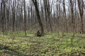 Nature comes to life in the spring forest
