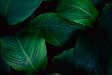 leaves of Spathiphyllum cannifolium, abstract green texture, nature background, tropical leaf