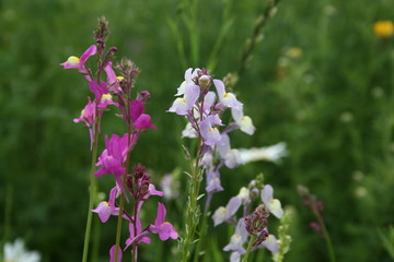 Obraz premium Blumen im Wildgarten