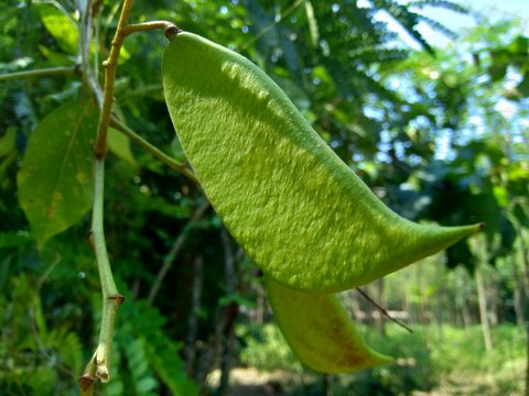 Biancaea sappan (Caesalpinia sappan L., sappanwood, secang, sepang, Indian redwood) with natural background. This plant in Indonesia is used as drink and herbal medicine.