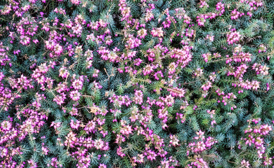 Flowering Heather. Erica gracilis.
