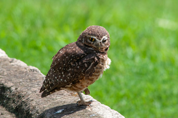 Burrowing Owl (Athene cunicularia) standing on a pole.