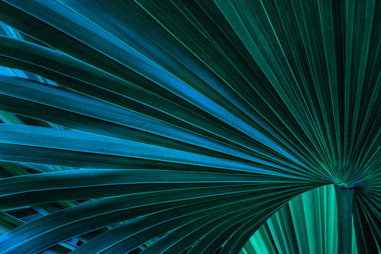 Fototapeta tropical palm leaf and shadow, abstract natural green background, dark blue tone