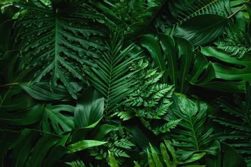  closeup nature view of green leaf and palms background. Flat lay, dark nature concept, tropical leaf © Nabodin