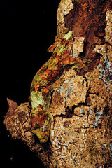 Neukaledonischer Flechtengecko (Mniarogekko chahoua)   Île des Pins, Neukaledonien - mossy New Caledonian gecko /  Île des Pins, New Caledonia - obrazy, fototapety, plakaty