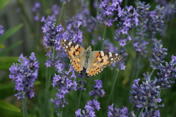 rotbrauner Schmetterling auf Lavendelblüte im Wildgarten