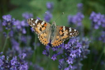 rotbrauner Schmetterling auf Lavendelblüte im Wildgarten