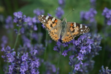 rotbrauner Schmetterling auf Lavendelblüte im Wildgarten