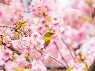 河津桜とメジロ(japanese white-eye)
