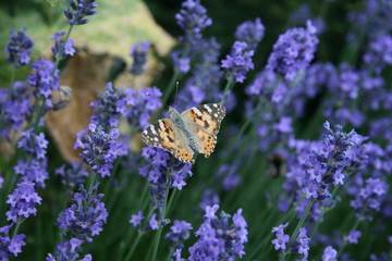 rotbrauner Schmetterling auf Lavendelblüte im Wildgarten