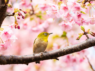 河津桜とメジロ(Japanese White-eye)