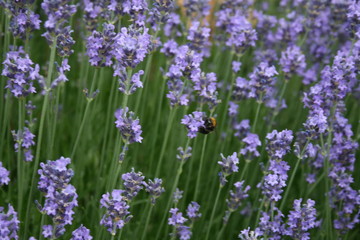 Lavendel im Garten