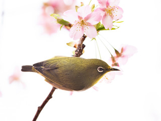 河津桜とメジロ(japanese white-eye)