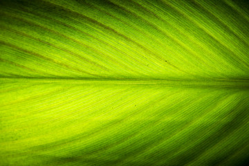 Beautiful Leaf Abstract