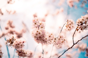 Tree Pitopia