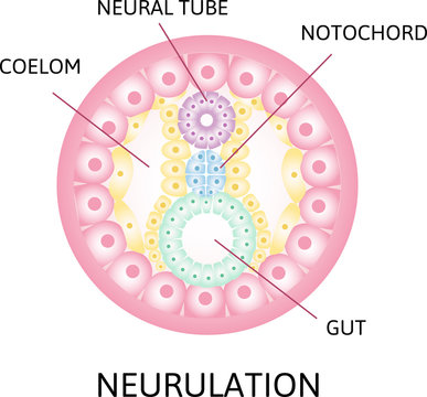 Neurulation. the process of nerulation. Human embryonic development. Vector illustration